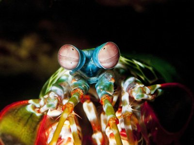 QMtropics's tweet image. FAST FACT: Did you know that fish &amp;amp; other marine animals use #colour to communicate? Discover more bit.ly/2uVAcN8 #secretlanguage