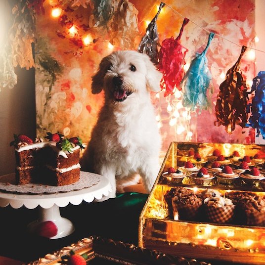 EscoffierATK's tweet photo. Dog-Friendly Sweets You Can Make Fast: You're Welcome, Fido-https://t.co/kaTWZ6Bljd https://t.co/doTCBeXkpY