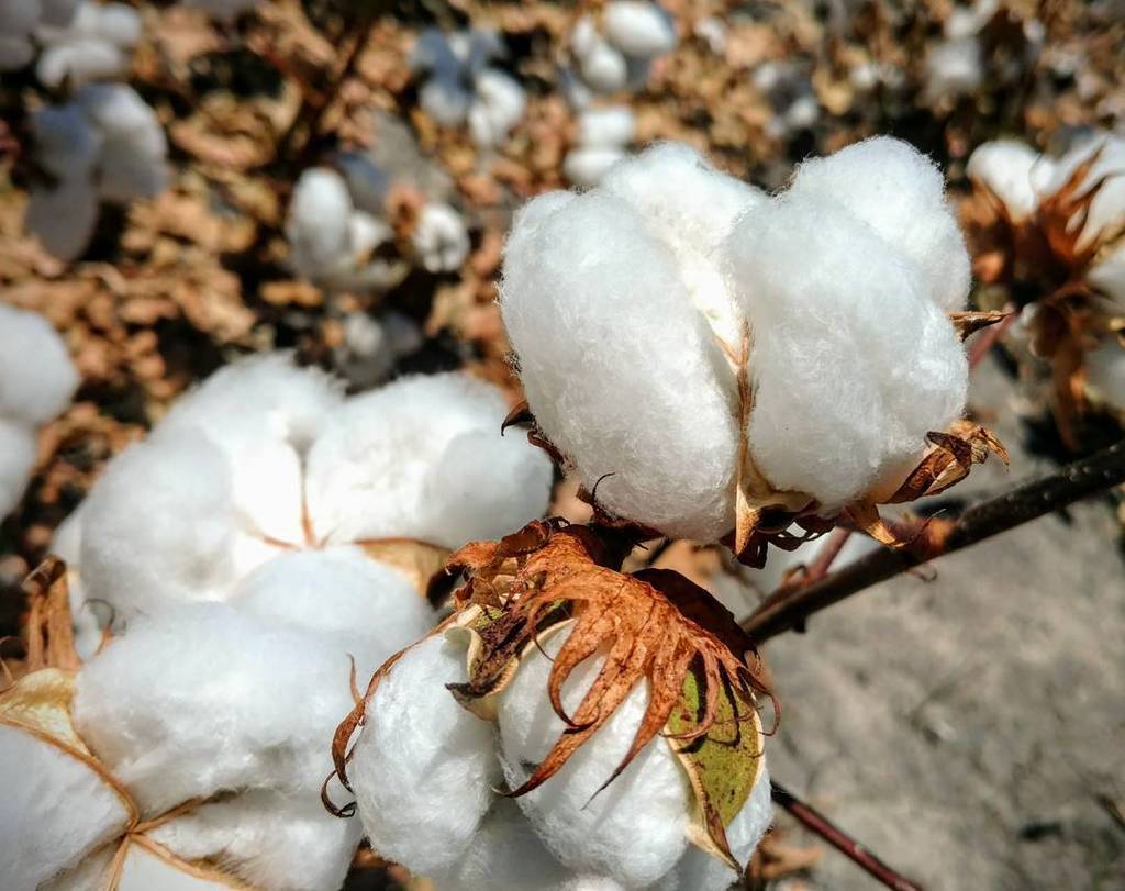 EntertainGeeks's tweet photo. Cotton! https://t.co/KgPZHJ39s3 https://t.co/6oaQTSYpkz