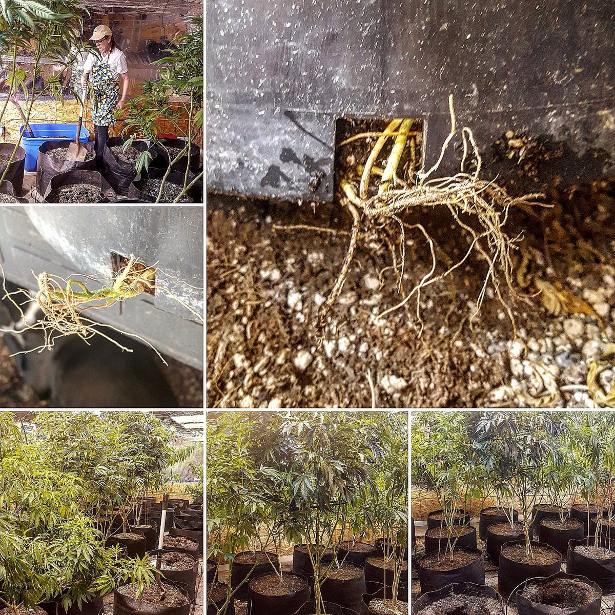 winkingdogllc's tweet photo. #tbt looking back at the fresh transplant thinking about the fact they are coming down this week😮#abouttogetbusy #ommp #indoorgardening #gdp https://t.co/cLv4hKWP9L