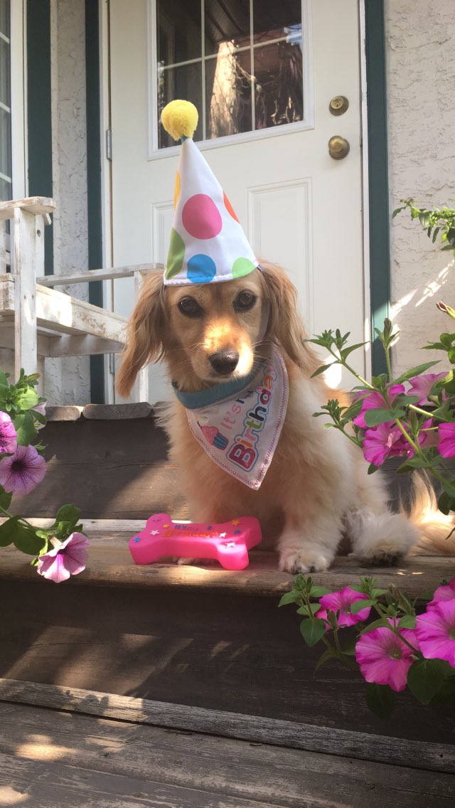 LeeLuyben's tweet photo. This sweet little girl is three years old today! Happy birthday, Miss Daisy! 💗🐶🐾🎂 #rescuedoggie #fureverlove #dogsoftwitter https://t.co/8d4BB4HxlO