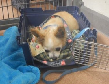 Can you help LPD identify?  He was found today in Lafayette.  Contact the Humane Society of Boulder Valley if you have info, 303-442-4030.