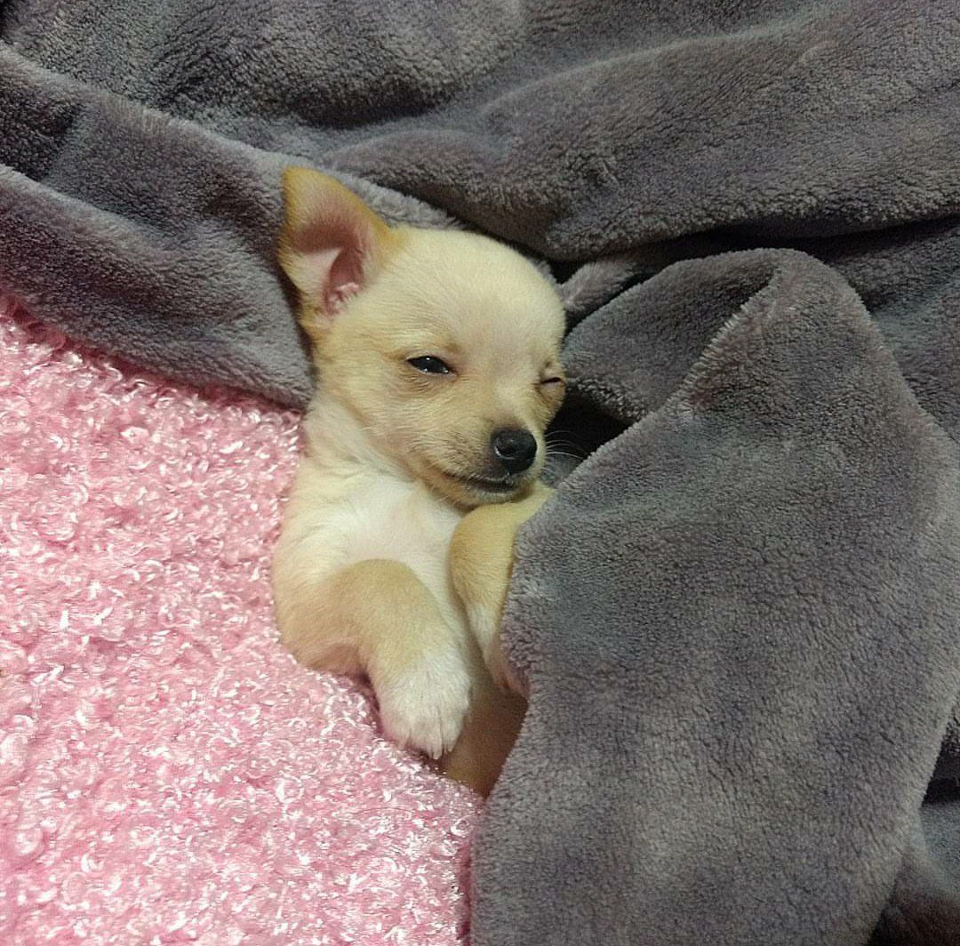 Traindovcs's tweet image. qnd tô dormindo e alguém acende a luz