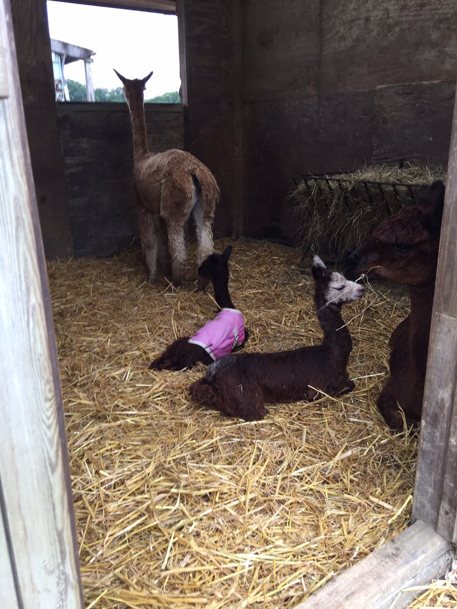 Alpacas4all's tweet photo. In her pretty pink coat #Sansa waiting for Pippa our osteopath to ease her lumbar spine after a #difficultbirth https://t.co/coO9TVdxVo