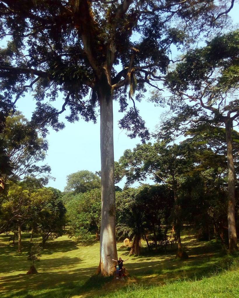 chuckleheadlife's tweet photo. This tree was amazingly huge.  Can you see us down at the base of the trunk?
.
.
.
.
.#entebbe #uganda #botanicalg… https://t.co/6PT1Kyj92D https://t.co/h8I3CO0adv