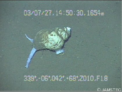 FemoraleShells's tweet photo. Videos: Deep Sea Gastropods, click video & image,https://t.co/ZXEaAAli4L #deepsea #gastropod #jamstec #Japan #mollusc https://t.co/OqsiPe50w0