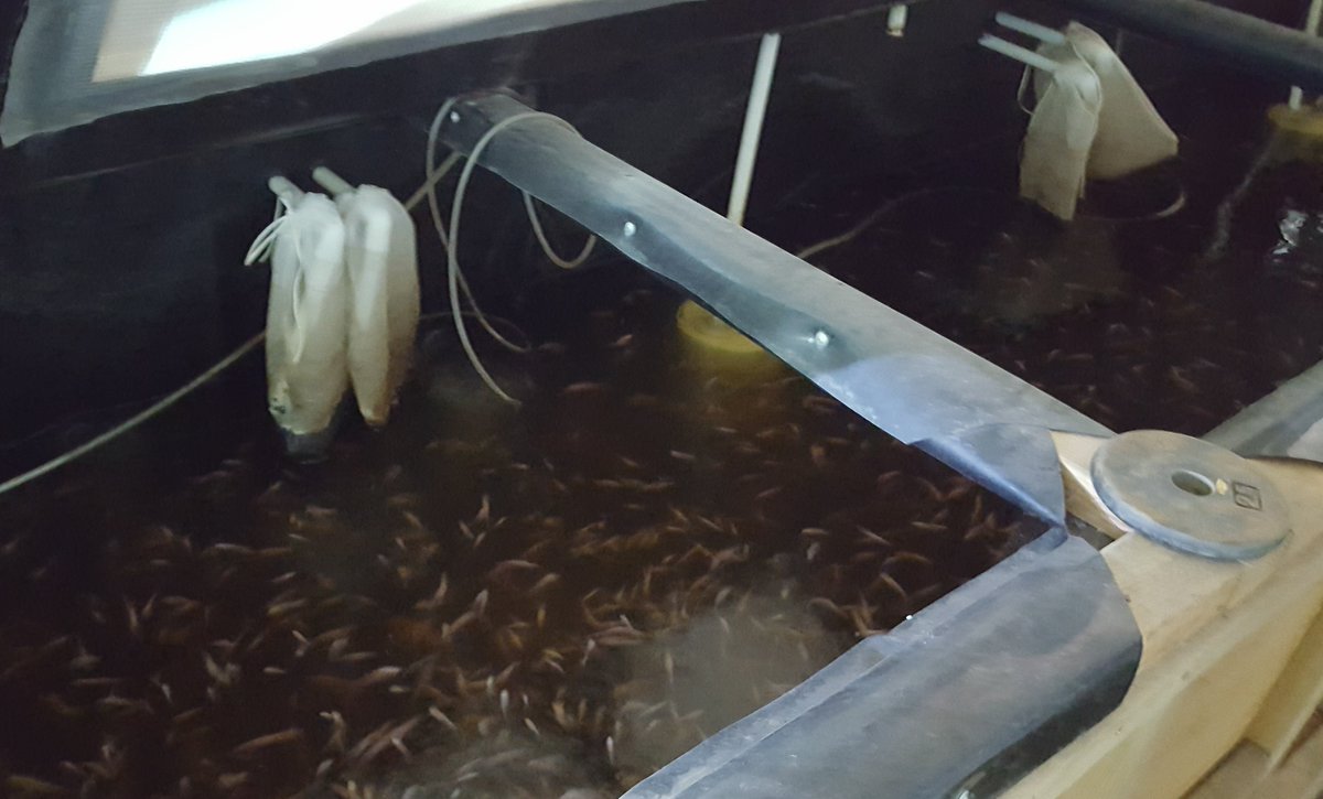 MontysPlantV's tweet photo. Monty's Liquid Carbon makes more #nutrients available in #aquaponics! #Hydroponics #Organic #Basil #Herbs https://t.co/81WSVa9PSd