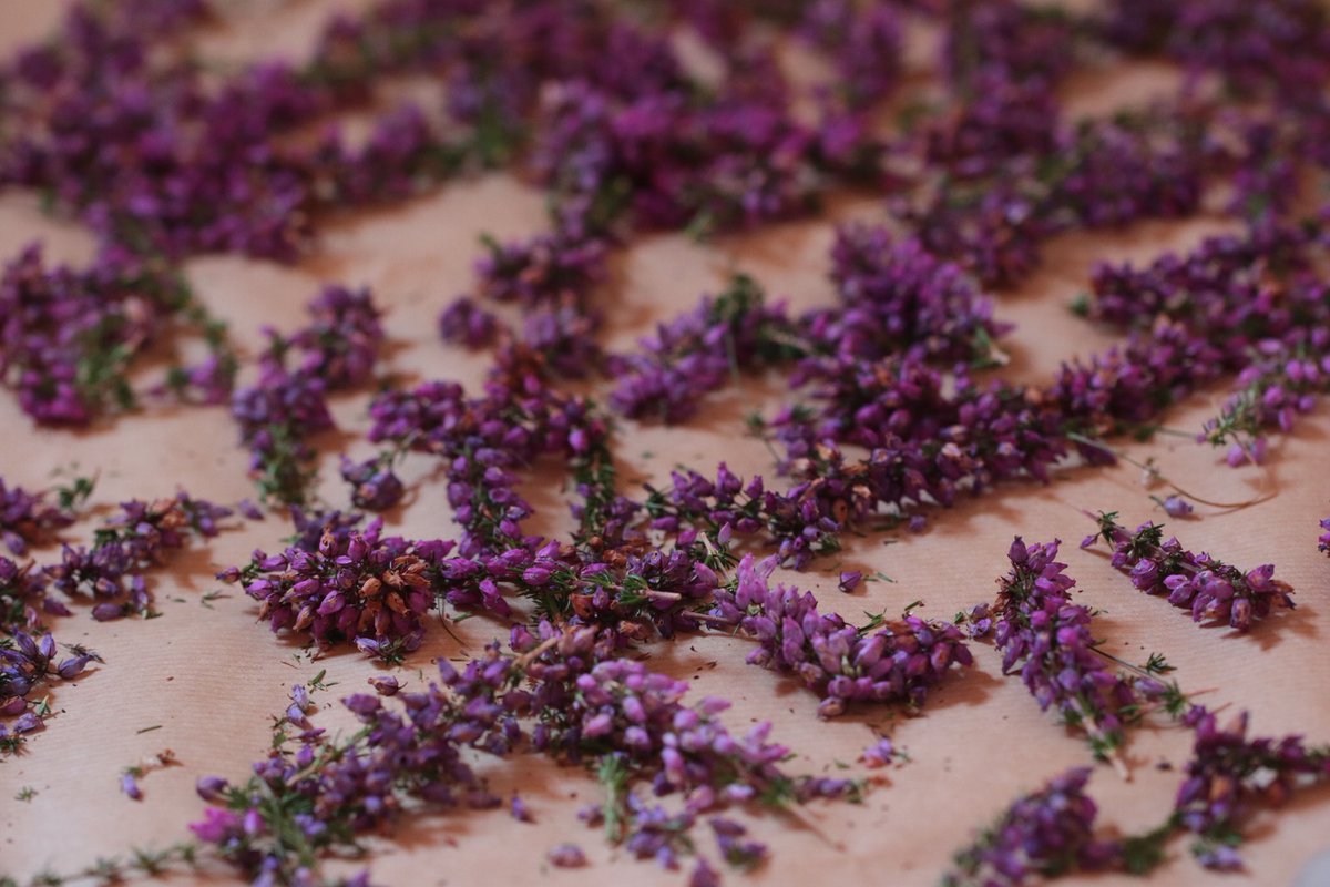 crankandcog's tweet photo. Drying summer heather flower for winter teas! #irishflowerhour #TeaTime #Leitrim #forage #nature https://t.co/RtckEGc8S0
