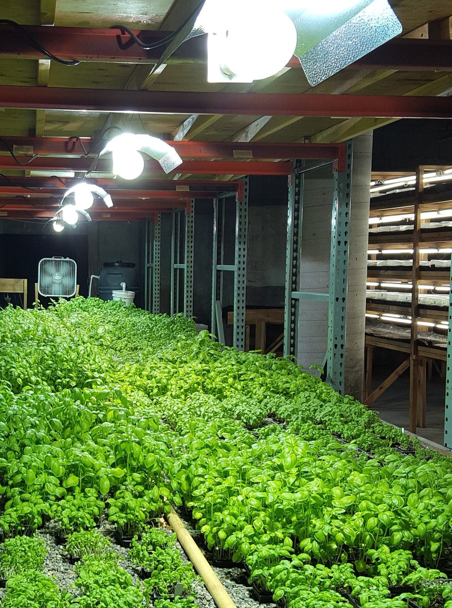 MontysPlantV's tweet photo. Monty's Liquid Carbon makes more #nutrients available in #aquaponics! #Hydroponics #Organic #Basil #Herbs https://t.co/LoSoY7tUgO
