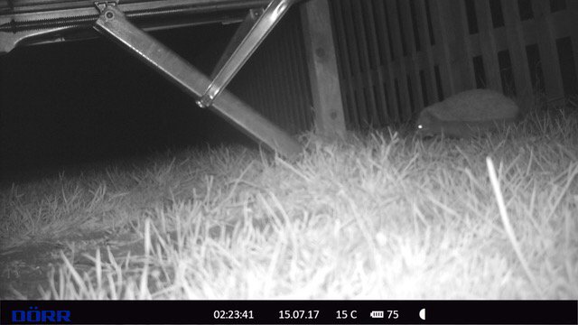 Mikemech31's tweet photo. #hedgehog out for #nightly #walk https://t.co/c0ROzivj6v