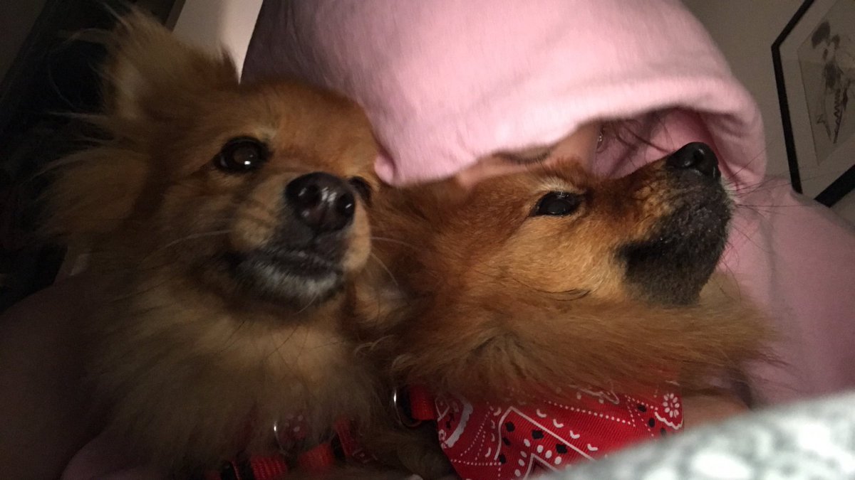 itsjustcereal's tweet photo. ahhhh i've missed my puppies https://t.co/xfbnRXb8nr