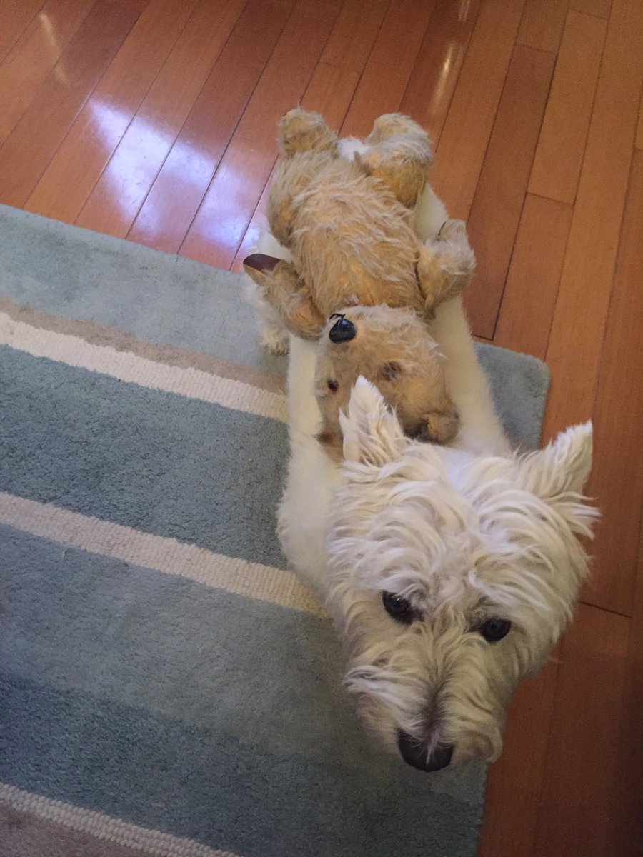 westiecarson's tweet photo. @HenrySteiff We iz. And I is helping #GilbertBear #keepfits https://t.co/LK7rBhowlv