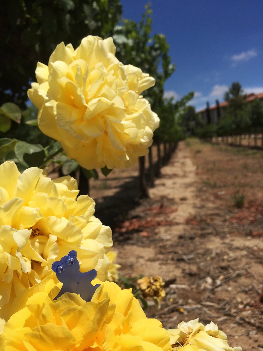 AShoeBearPlanet's tweet photo. Shoe Bear™ visits Ponte Family Winery and Vineyards. Temecula, California. Michele. #Peony #Yellow #Recycle #Vineyard #Wine #ShoeBears #♻️ https://t.co/aBK0RzccG0