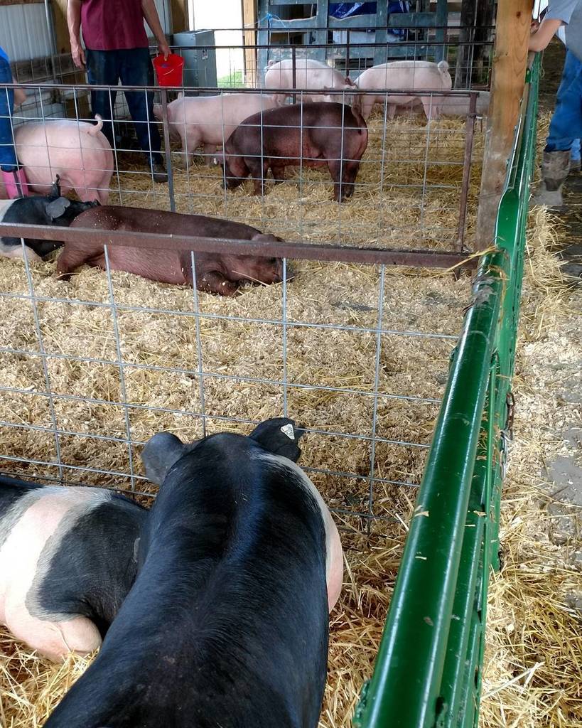 OntarioFair's tweet photo. Getting ready for the pig show at 6 tonight at the #ontariocountyfair https://t.co/xizmxzqvRg