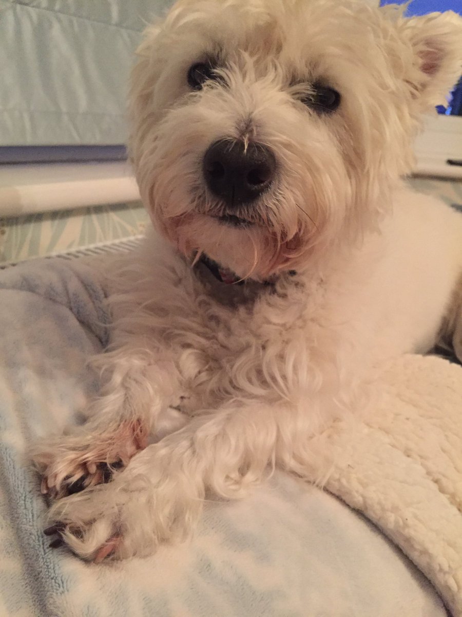 westiecarson's tweet photo. @ToddyFur Okey dokey #keepfits #GilbertBear https://t.co/LQWkVYHjV5