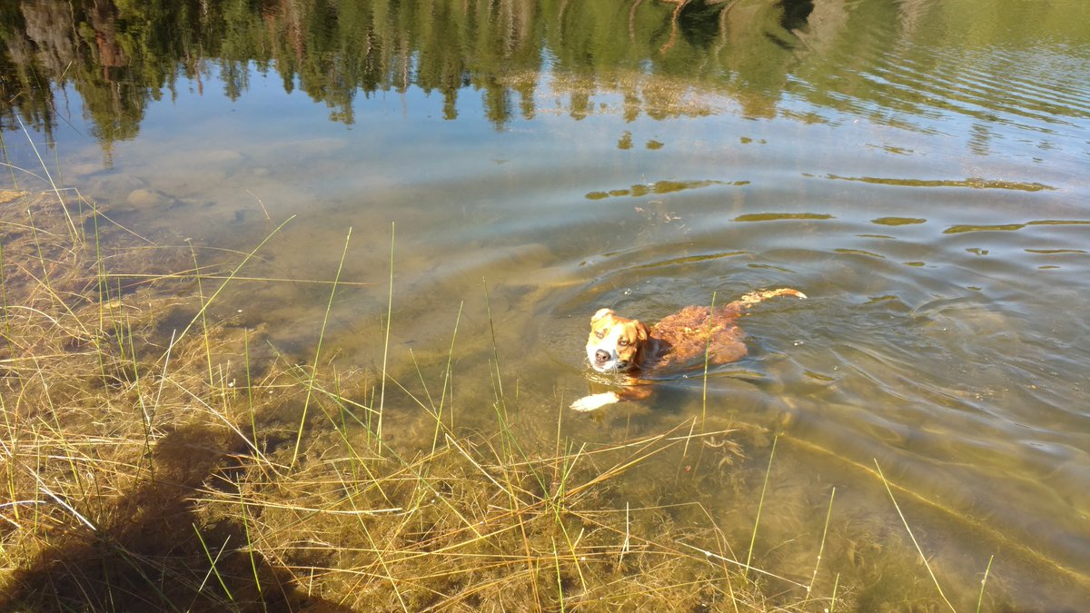 Trixie_Charlie's tweet photo. Goofy ass dog. 😂😂 #swimming #summer2017 #dogsoftwitter #hikingwithdogs #trailmutt https://t.co/DqZXp2G127