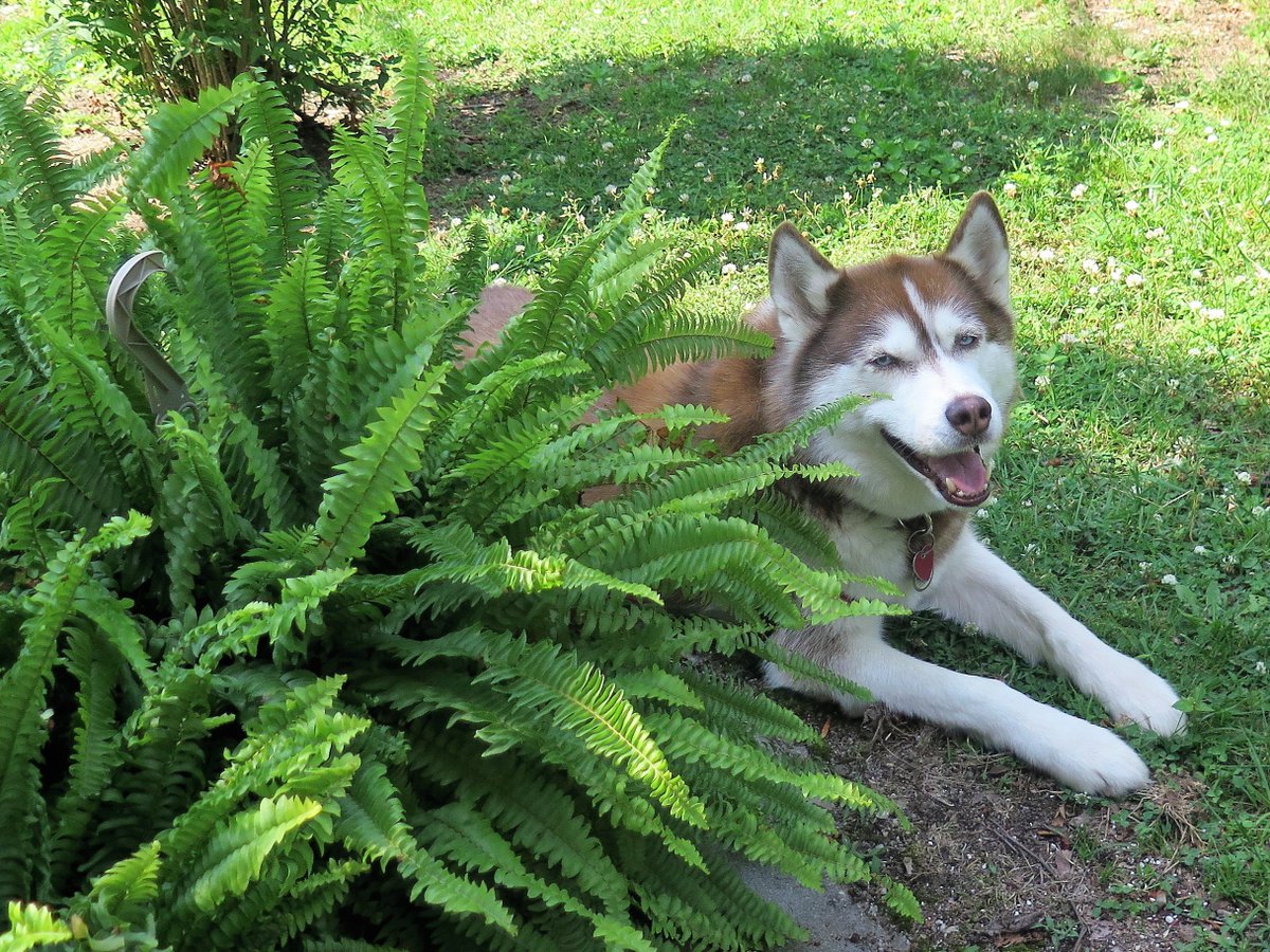 Caluvsdogs's tweet photo. Dog digging up your yard?  Try this https://t.co/g1Pohz0uC7 #dogsoftwitter #dog #dogs #dogsthatdig https://t.co/GDVYVLxpA3