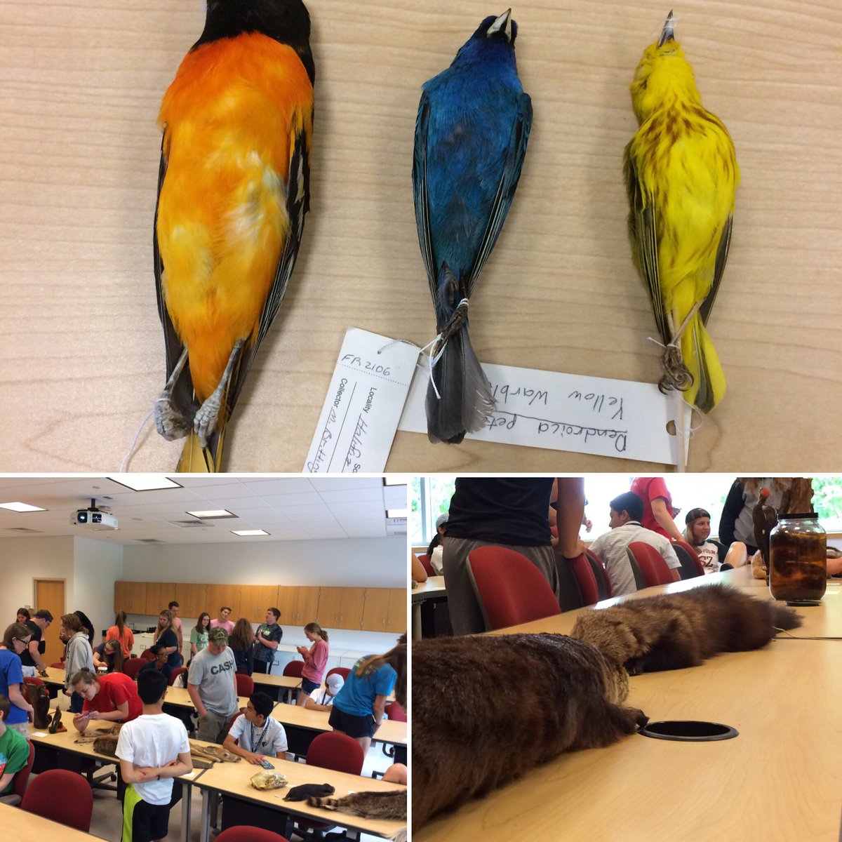 EvolutionAvery's tweet photo. #collections and #museum #specimens are critical for teaching #biodiversity #pseas @agsciences #psuwildlife @psuecosystems #pennstate https://t.co/GmT3Dap6Ll