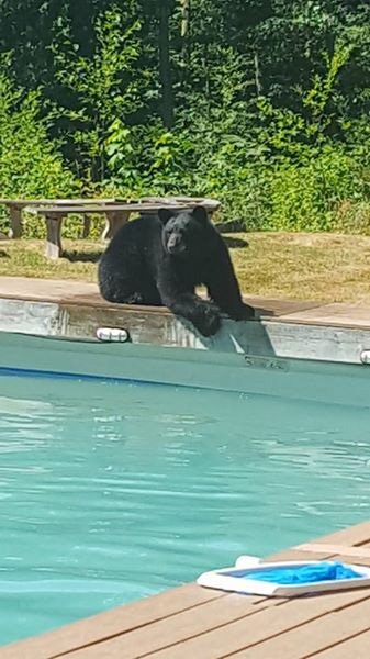 komonews's tweet photo. 'Smarter than average' bear takes a dip in Bellingham woman's pool >> https://t.co/EbJjhkldaW https://t.co/tsSGTmryRD