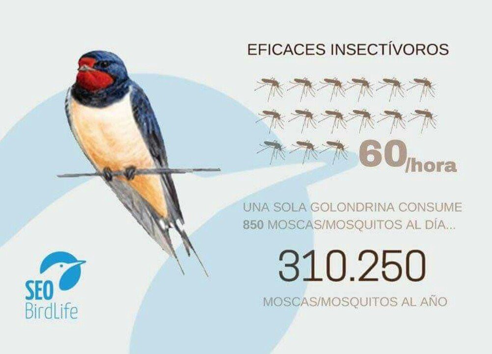 ecogallego's tweet photo. Hay infografías sobre las #aves que deberían estar colgadas en las calles, como ésta de @SEO_BirdLife https://t.co/2DLvchqcwi