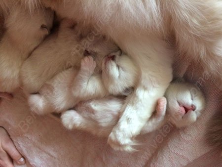 Perfect_Vet's tweet photo. Предвестники родов и симптомы скорого наступления родов
https://t.co/n1Q0DXcmgx
#ветеринармосква #ветпомощь #роды #животныедома #кошки https://t.co/Sh7JTTmCka