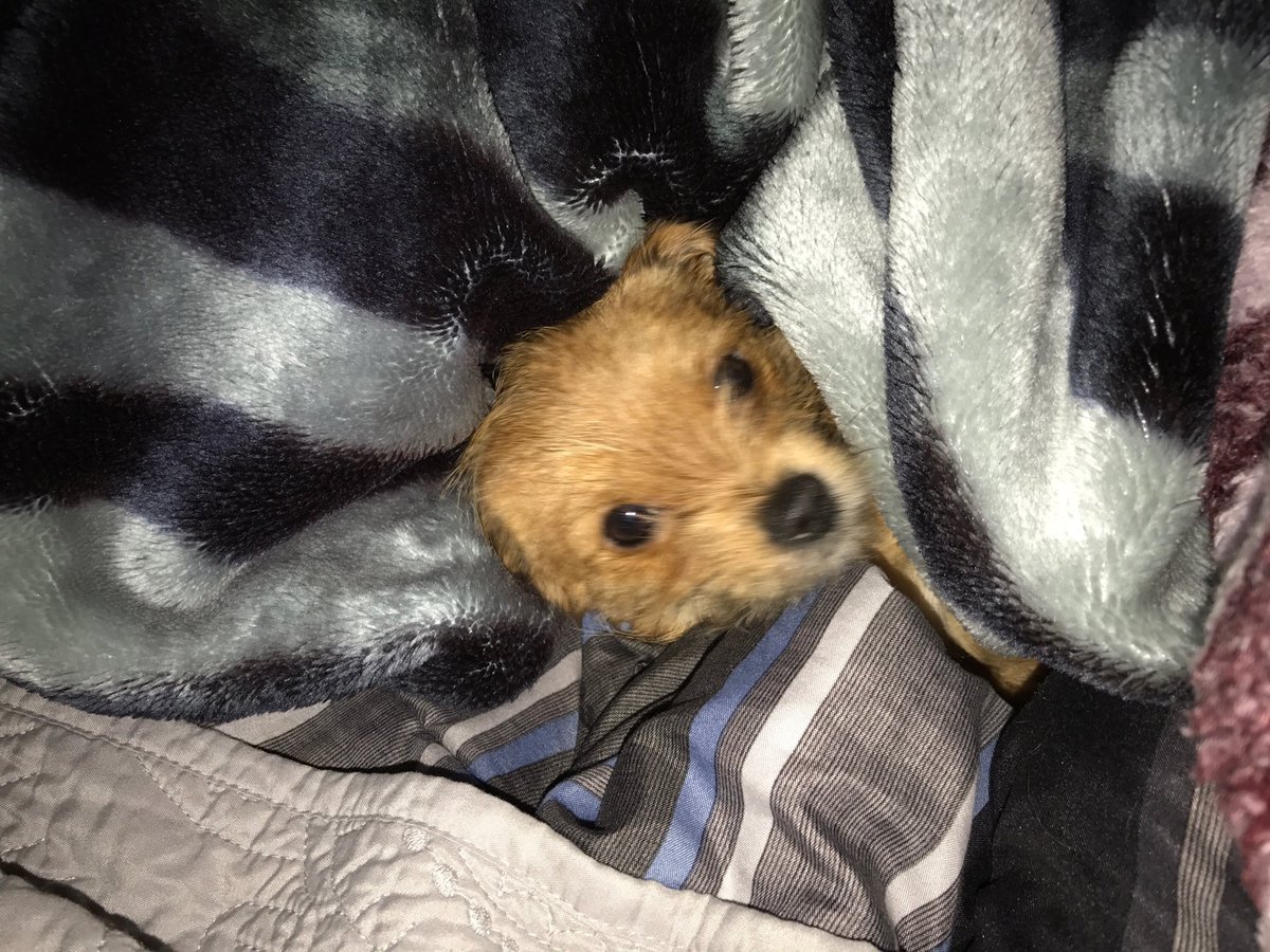kekejojo915's tweet photo. Ready for a nap 😴💤💕#dog
#dogsoftwitter
#doggies
#doglovers
#dogdays
#doglove
#doggram
#ilovemydog
#snugglewithme
#sleepypuppy https://t.co/6kcDApWqSL