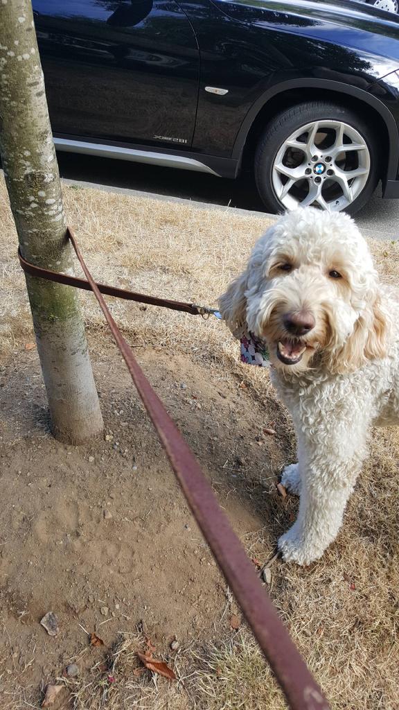 PeppyTails's tweet photo. Now what?? #dogwalking #doglover #dogsoftwitter #DogLife https://t.co/EPslA2Unil