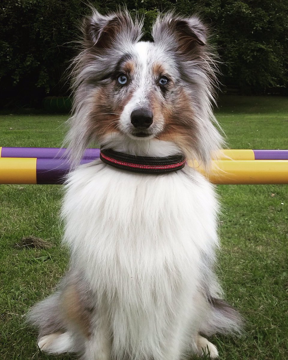 StampedeEq's tweet photo. Sully our sponsored #dog looking all bling for agility #dogcelebration #GoodDogMagazine #DoggieSchoolDay #WoofWoofNetwork #TheDaiIyPuppy https://t.co/Y9dTFkyfUm