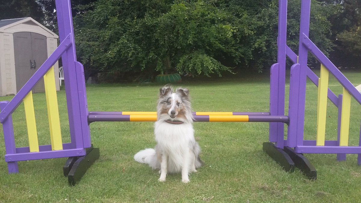 StampedeEq's tweet photo. Sully our sponsored #dog looking all bling for agility #dogcelebration #GoodDogMagazine #DoggieSchoolDay #WoofWoofNetwork #TheDaiIyPuppy https://t.co/Y9dTFkyfUm