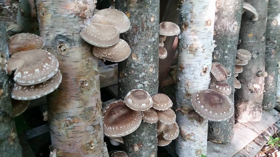 Growing gourmet mushrooms in Pepper Creek! We spoke with <a href="/backyardmushro1/">Backyard Mushrooms</a>: cbc.ca/news/canada/ne…