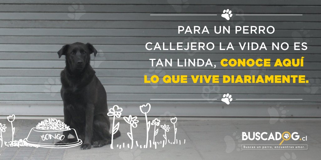 #Buscadog Conoce la historia de Bongo, nuestro sobreviviente que día a día lucha por comida, abrigo y un refugio. Haz clic aquí buscadog.cl