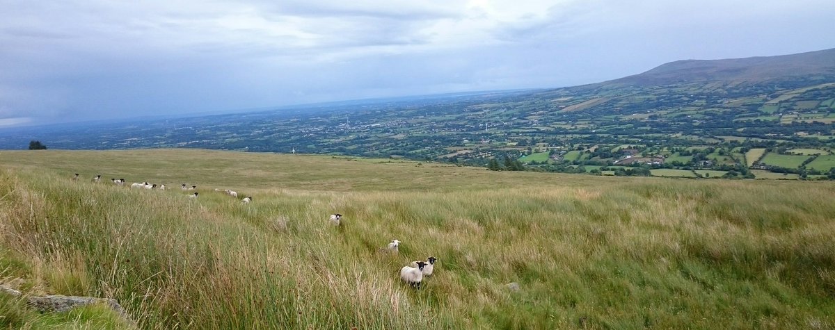 Martin Bradley (@qawsedian) on Twitter photo 