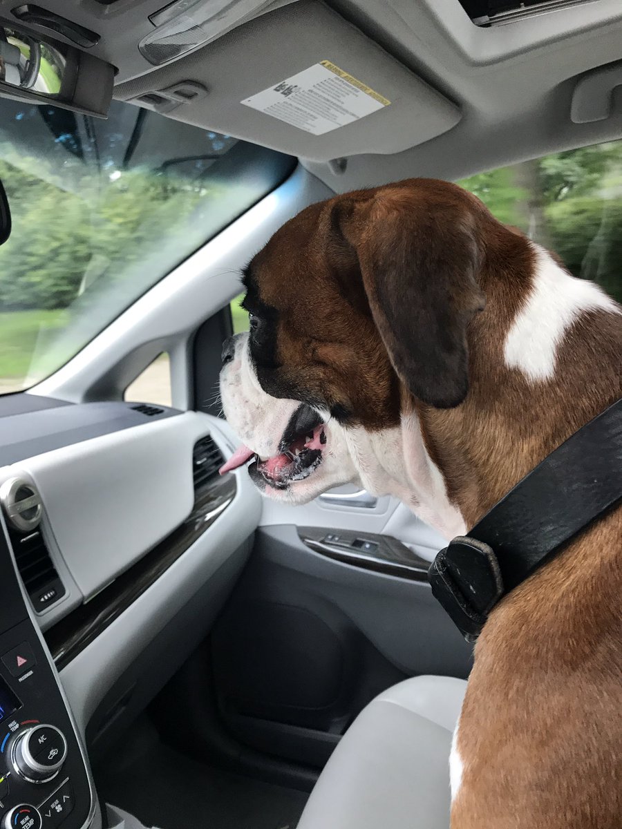 MomSara2boys's tweet photo. @kbholstein ๐ฉWe finished the donut trail today. ๐ฉ #funstuff #donutshop #dogcopilot #makingmemoriestogether https://t.co/46tOjZO7Zh