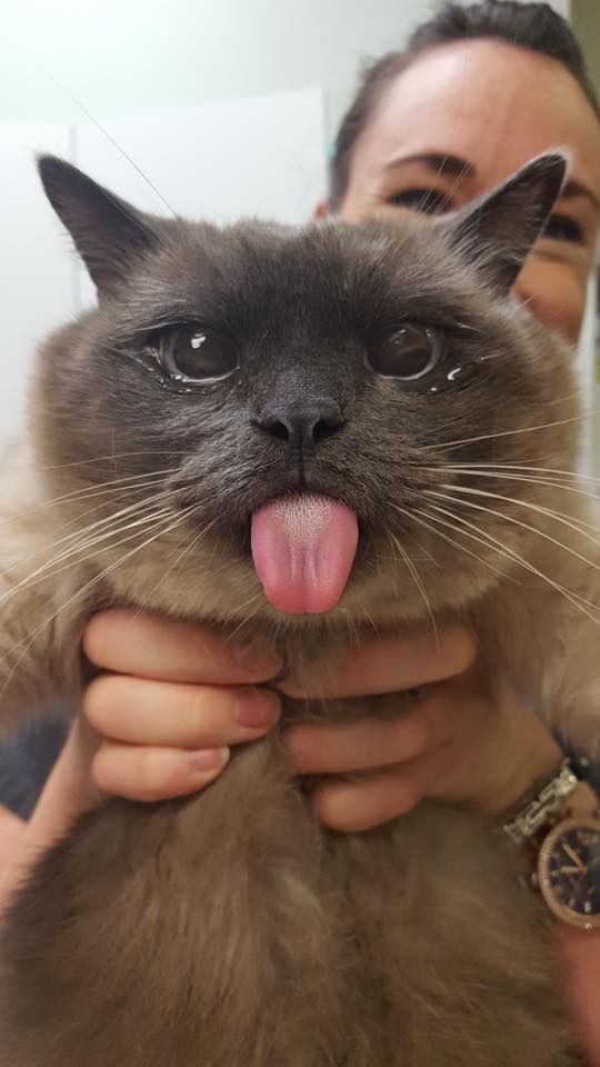 LuvKittensDaily's tweet image. Our vet couldn't resist taking a picture of Stanley after he woke from his surgery! (He is healthy and ok now!)