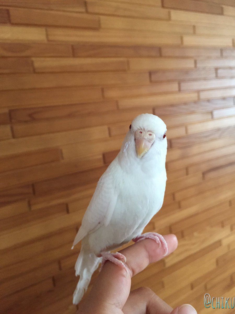 ちく در توییتر おはようございます 今日は金曜日 我が家のインコ写真の日です 今日は私の手にとまってるゆきちゃんの写真 私 鳥の 正面顔めちゃくちゃ好きです 可愛い W インコ セキセイインコ セキセイインコアルビノ 我が家のインコ T Co