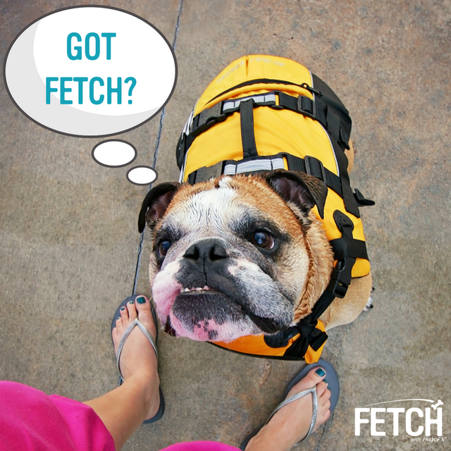 gofetchfordogs's tweet photo. 🎵 “I always feel like, somebody’s watching me.” #gofetchfordogs #happyandhealthydogyears https://t.co/yqijiRguA0
