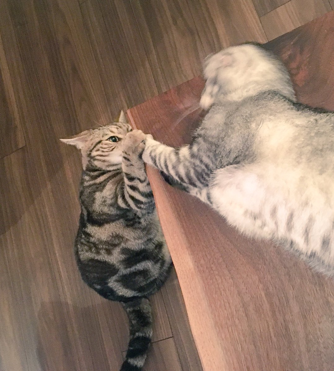 ねこべや Com A Twitter もふもふ腕相撲大会 もん太くんにょ圧勝 ٩ W モフライデー ハッピーフライデー Happyfriday 腕相撲 猫 ねこ ネコ 猫好きさんと繋がりたい もん太 まる太 Cat Cats Catsoftwitter ブレブレ T Co Mqeyry0aes