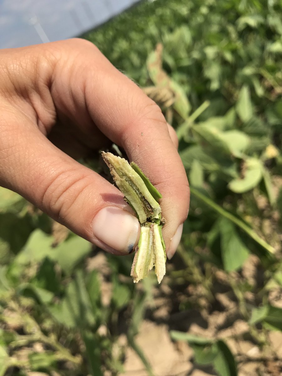SusanGowanAgr's tweet photo. Brown stem rot in soybeans. Not to be confused with sudden death syndrome. Cut open stem to confirm brown pith #scout17 https://t.co/JmyI1dmfH0