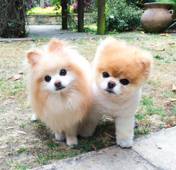 O Xrhsths 二度見するほど美しい生き物 Sto Twitter 柴犬カットのboo 柴犬カットをしたポメラニアンのboo 海外のキューテストドッグで1位をとった大人気な犬でその可愛さに世界中にファンが存在しています