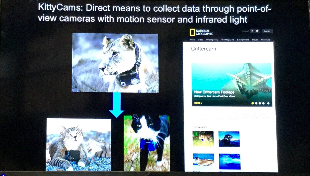 JRothenburger's tweet photo. .Dr. Sonia Hernández uses Kittycams to study feral cat predation #WDA2017 #conservation https://t.co/KKruJT83Jh