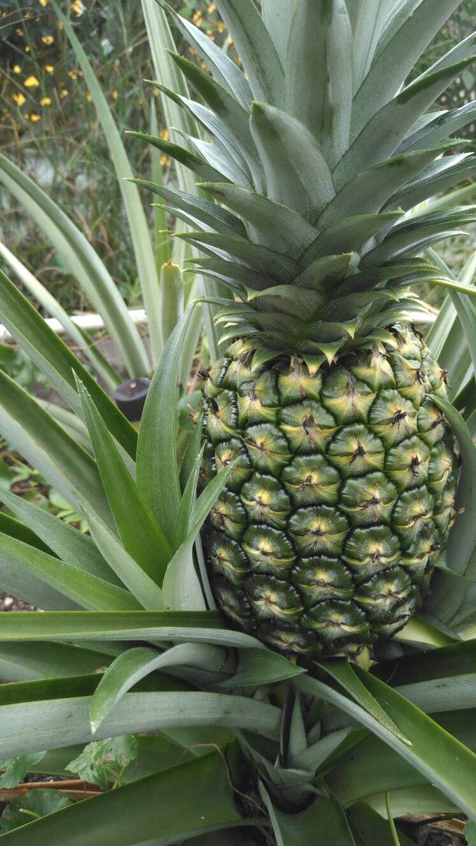 Drewhasagarden's tweet photo. Home grown fruit tonight.#drewhasagarden #igrewthem #mybackyard #myproduce #pineapple #produce #veggies # https://t.co/qQK8FIEV4v