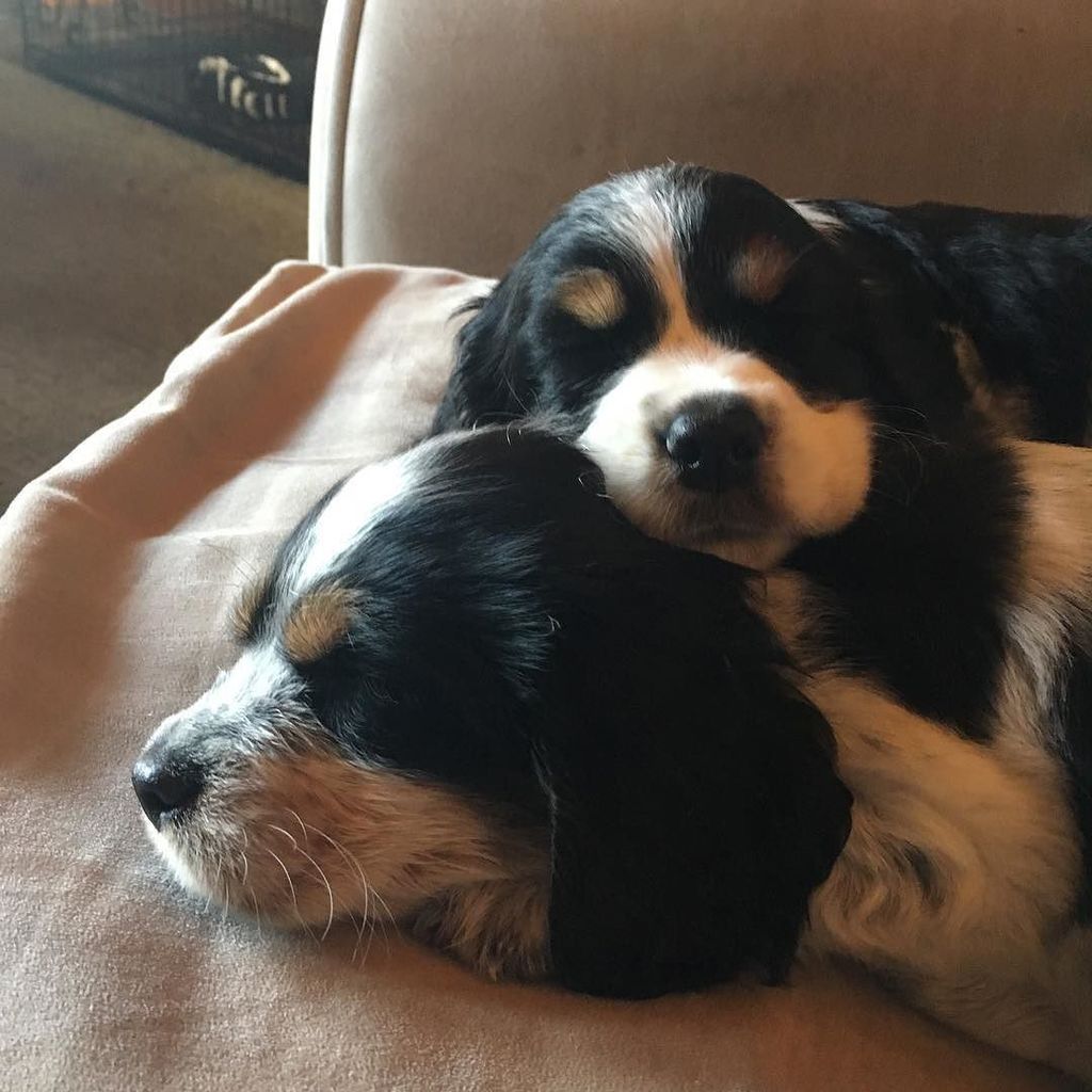 jajaamanda's tweet photo. #tbt puppies. #englishspringerspaniel #springerspaniel #springersofinstagram #springerspaniel_feature https://t.co/1wS0FKtTGG https://t.co/jtgRH0Hqkg