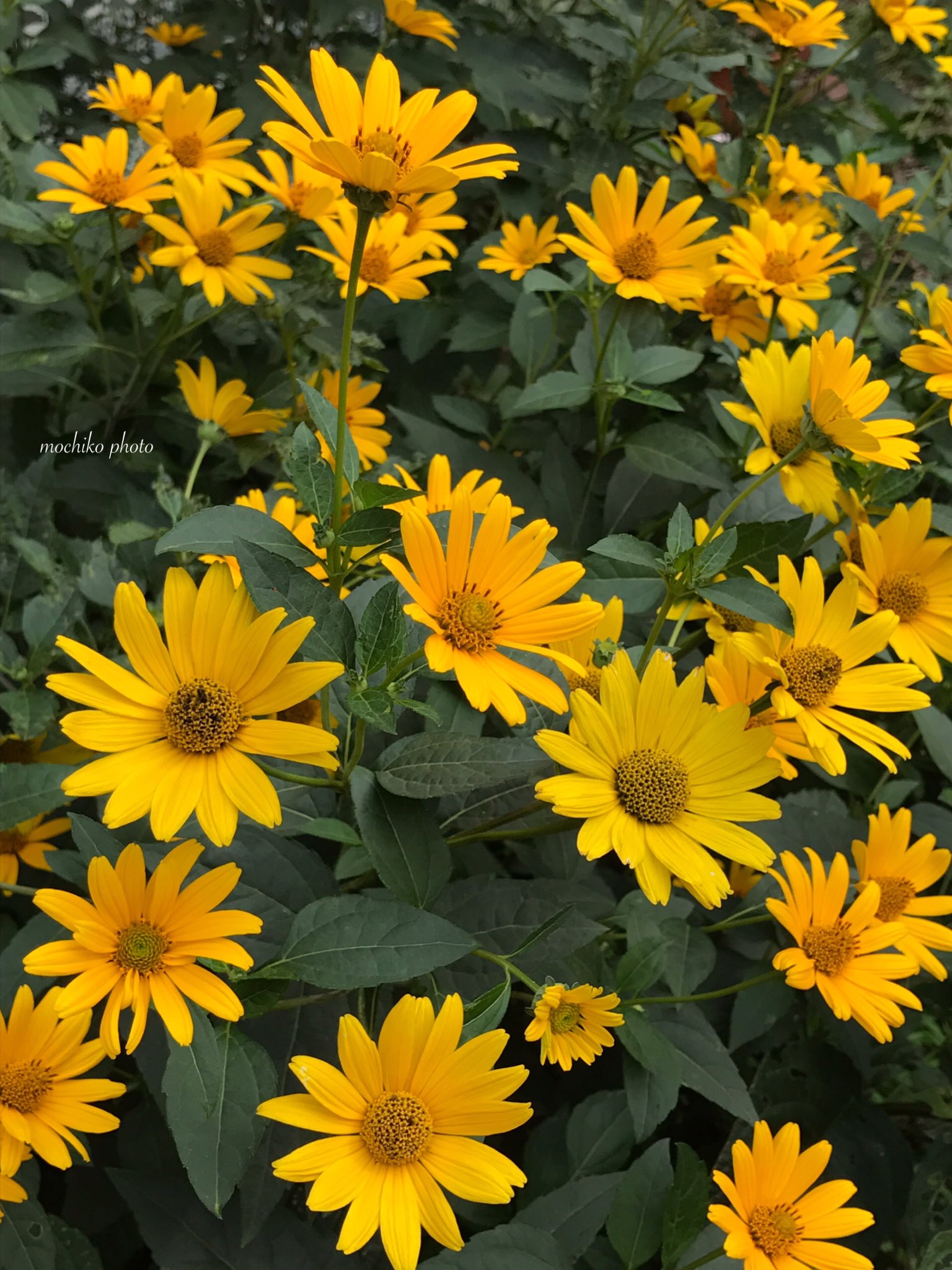 さくら餅子 姫ひまわり 菊芋もどき キク科 北アメリカ原産 株元から沢山分枝し まっすぐ伸びた茎先に ひまわりに似た小花が 初夏 秋まで 次々と咲く宿根草 一重咲と八重咲きがある 花言葉はひまわりと同じ 崇拝 憧れ と 細やかな気配り 今日も