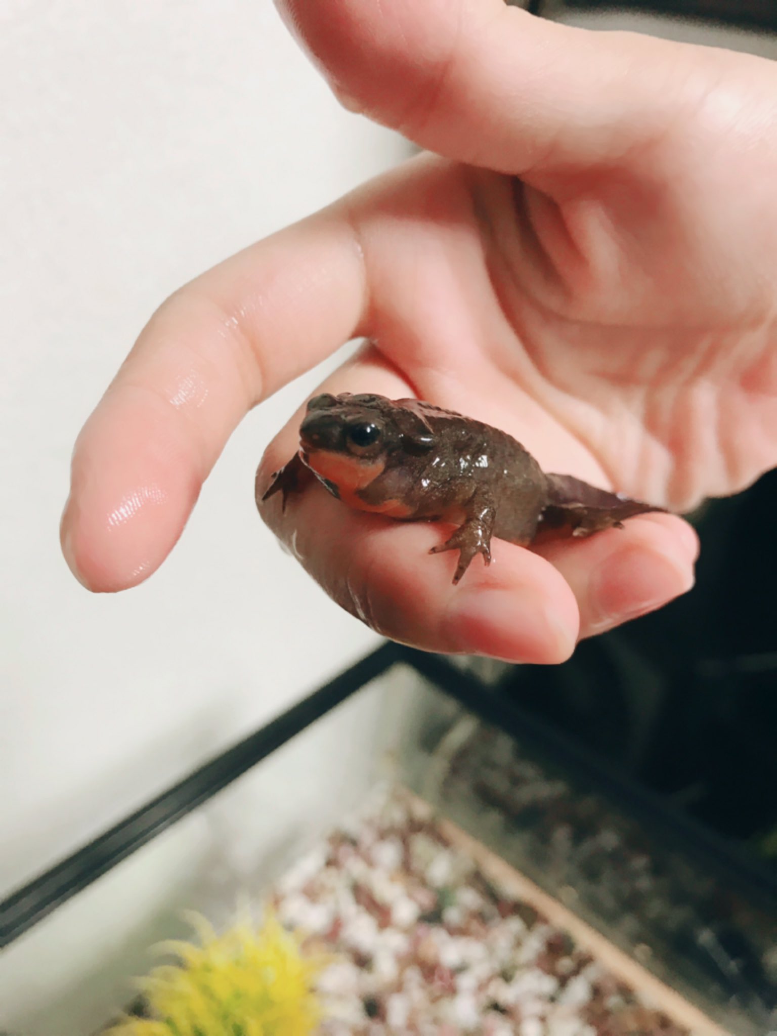 たじたじ ヤモリのうた こないだ病院連れてったメークインちゃん 毎晩１時間薬浴するも回復の兆しがなくつらいです ガスや腹水ではなく内臓系の病気によるむくみだろうと診断されました こうしてあげるのがいいよ とか もしあれば教えてください 治る