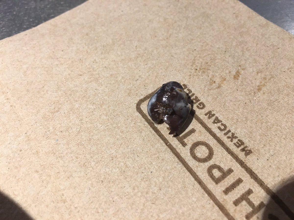 _ashleynock_'s tweet photo. @ChipotleTweets I found a bug in my black bean #help https://t.co/ohMdW3lFRJ