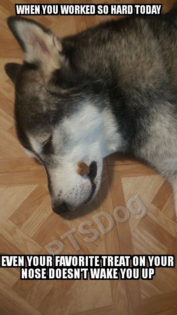 PTS_Dog's tweet photo. https://t.co/uP44FV5GUq https://t.co/joAHvRiB9x