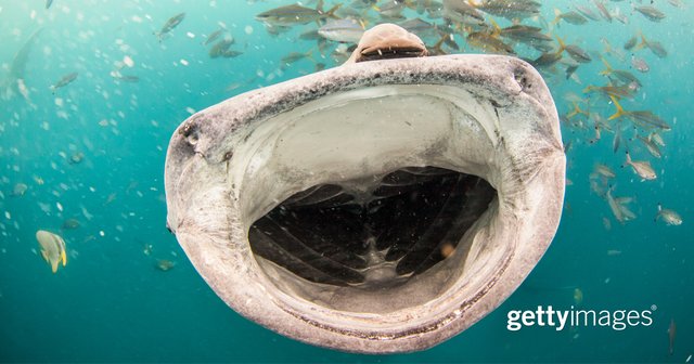 ledum28's tweet photo. Turn off #Jaws & enjoy the #beach, this #FriendlyShark won't hurt you! ๐ท: Petesphotography via @GettyImages https://t.co/EsrFBL2UFh https://t.co/euSIh65dl7