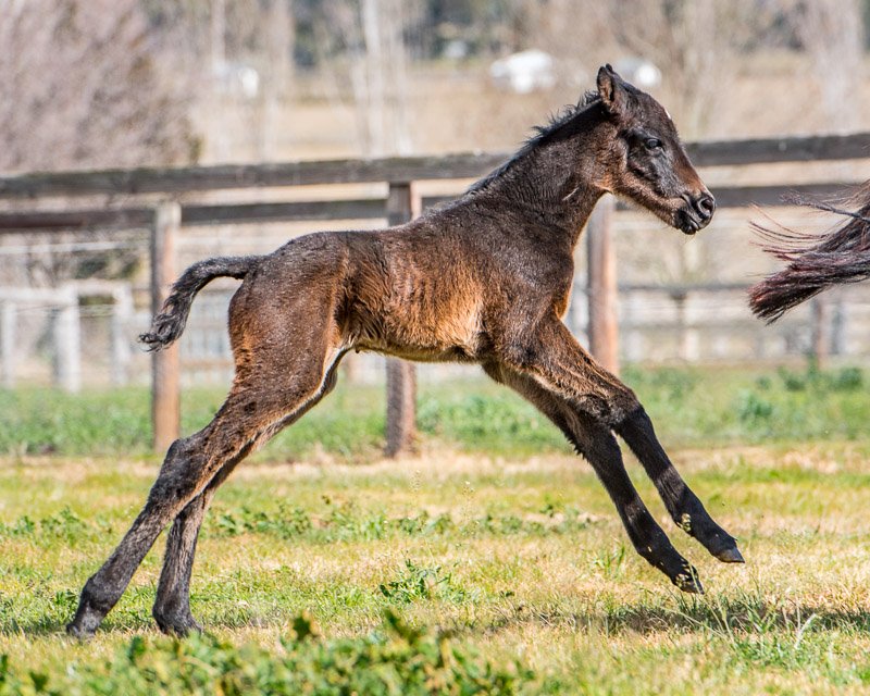 Berkeley Park Stud tweet media