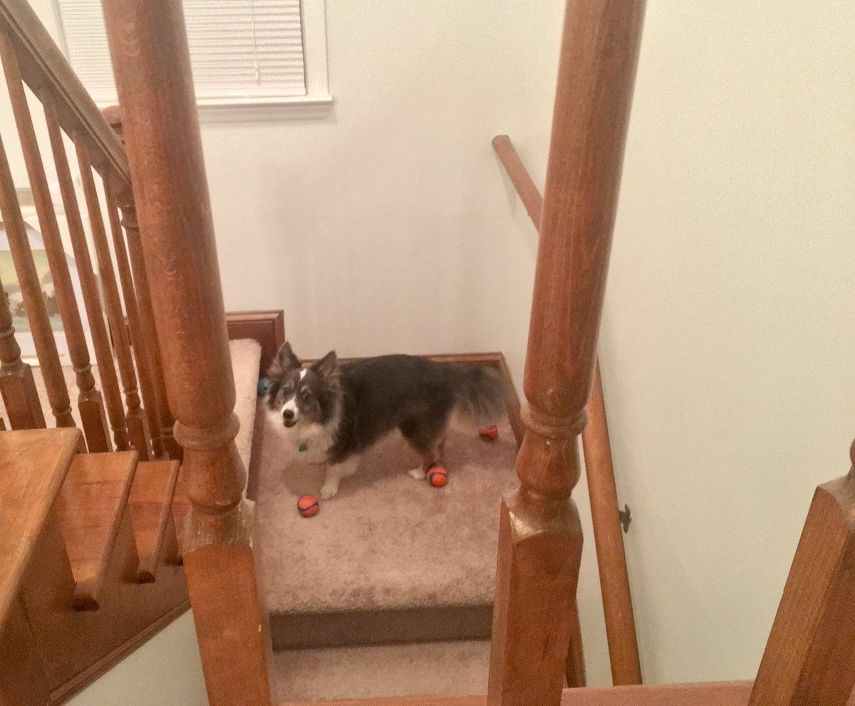 KristinKetchell's tweet image. Someone is clearly rebelling against bedtime. Does she have enough toys? #DogLife #DogMom #DogParentProblems