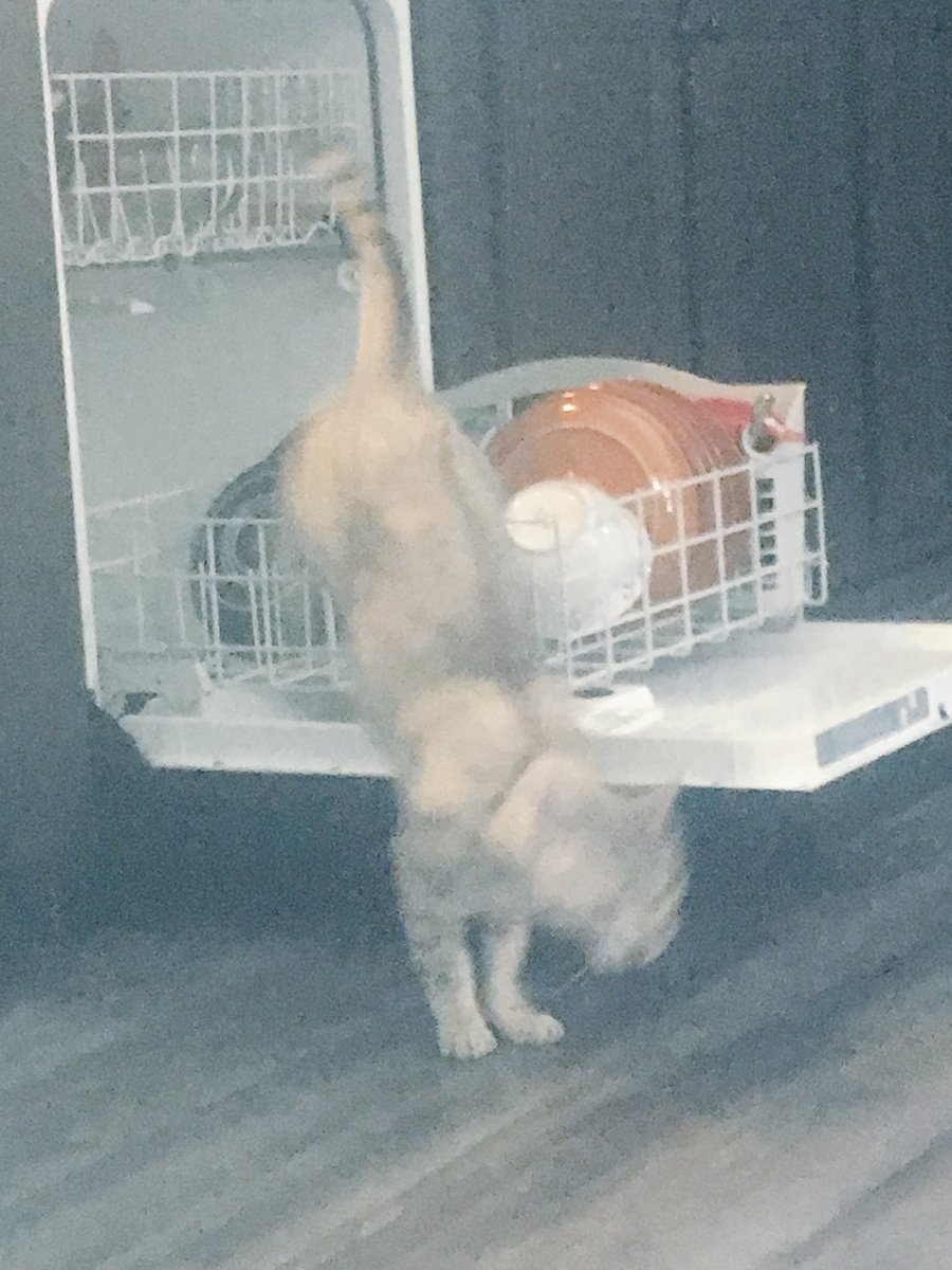 reddwingo's tweet image. Should have known better. My back was turn maybe 2 seconds.